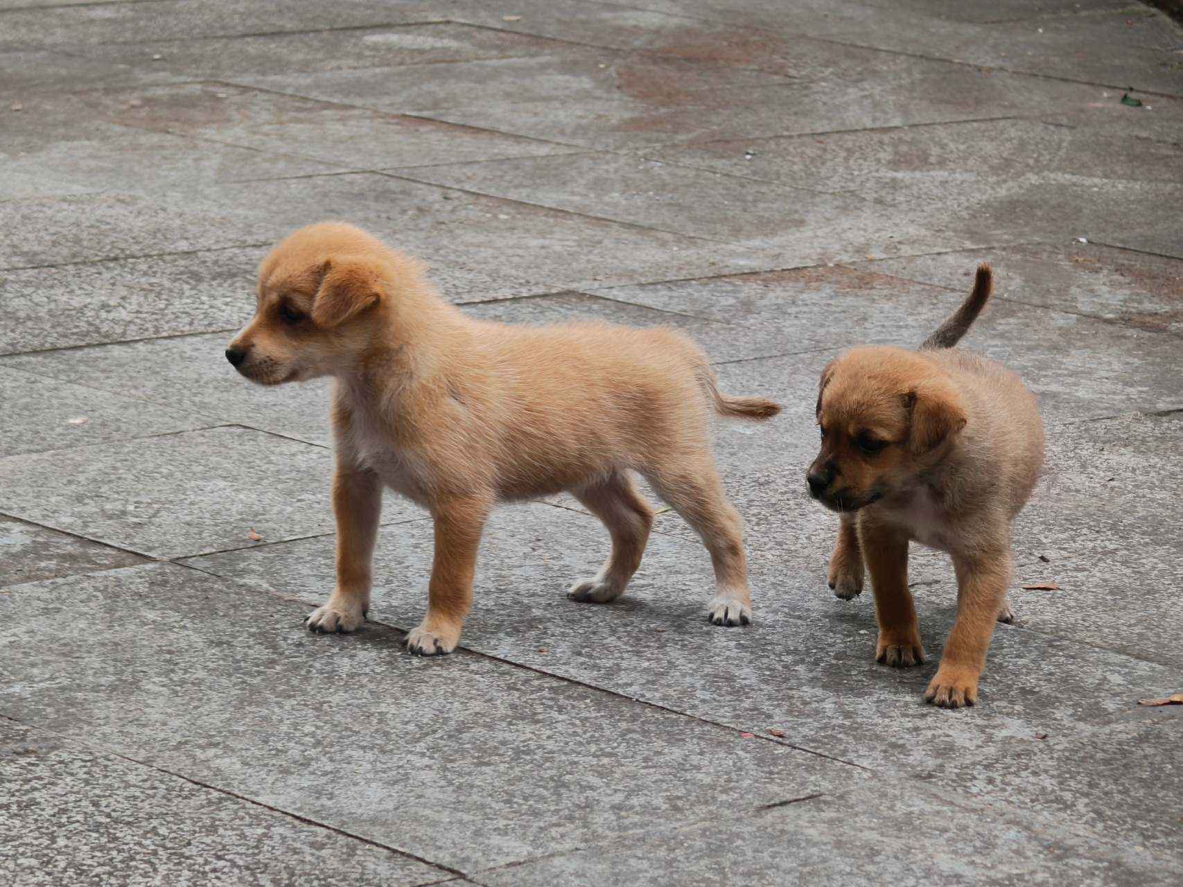 中华田园犬~幼崽!