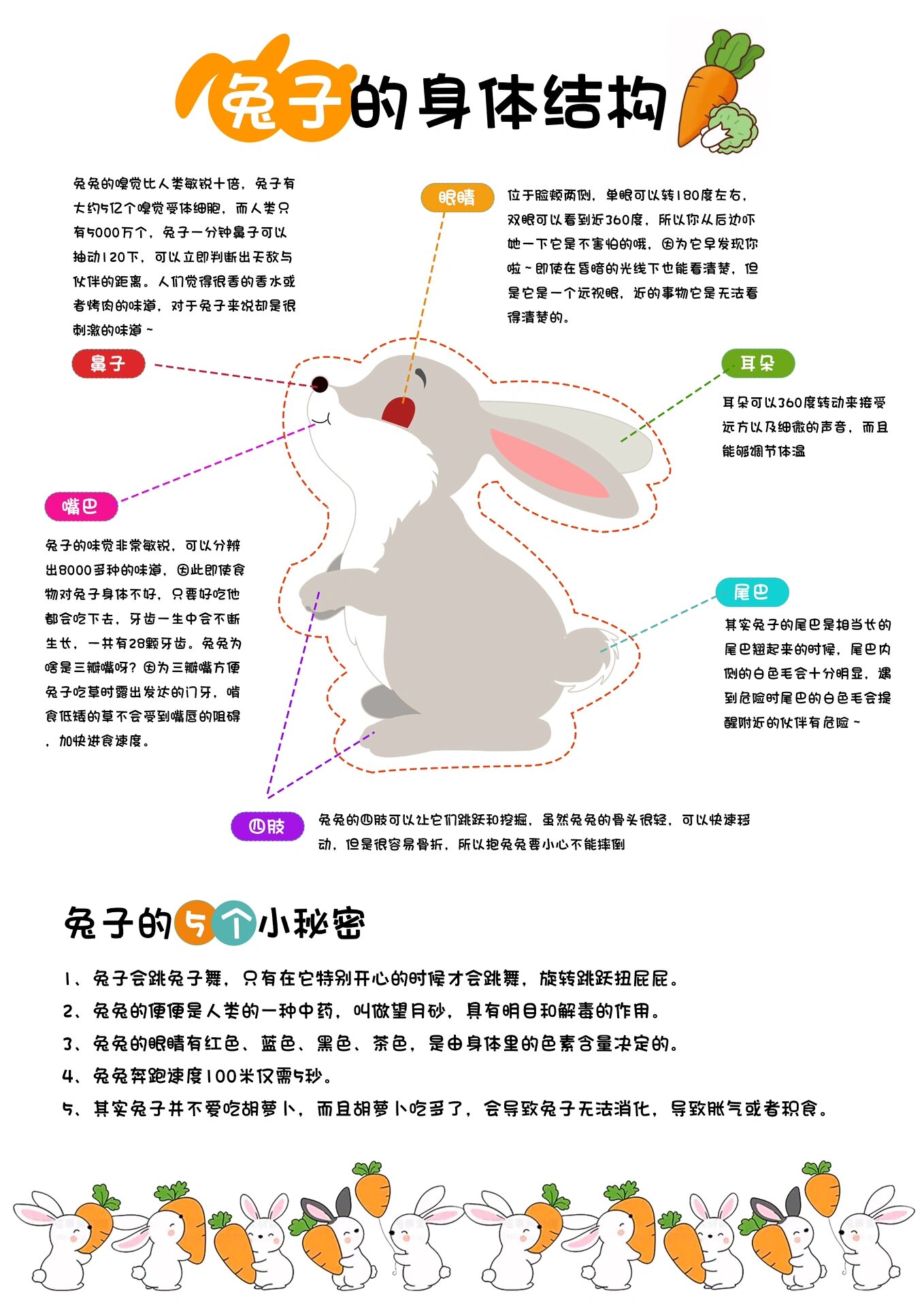 兔子内脏解剖图手绘图片