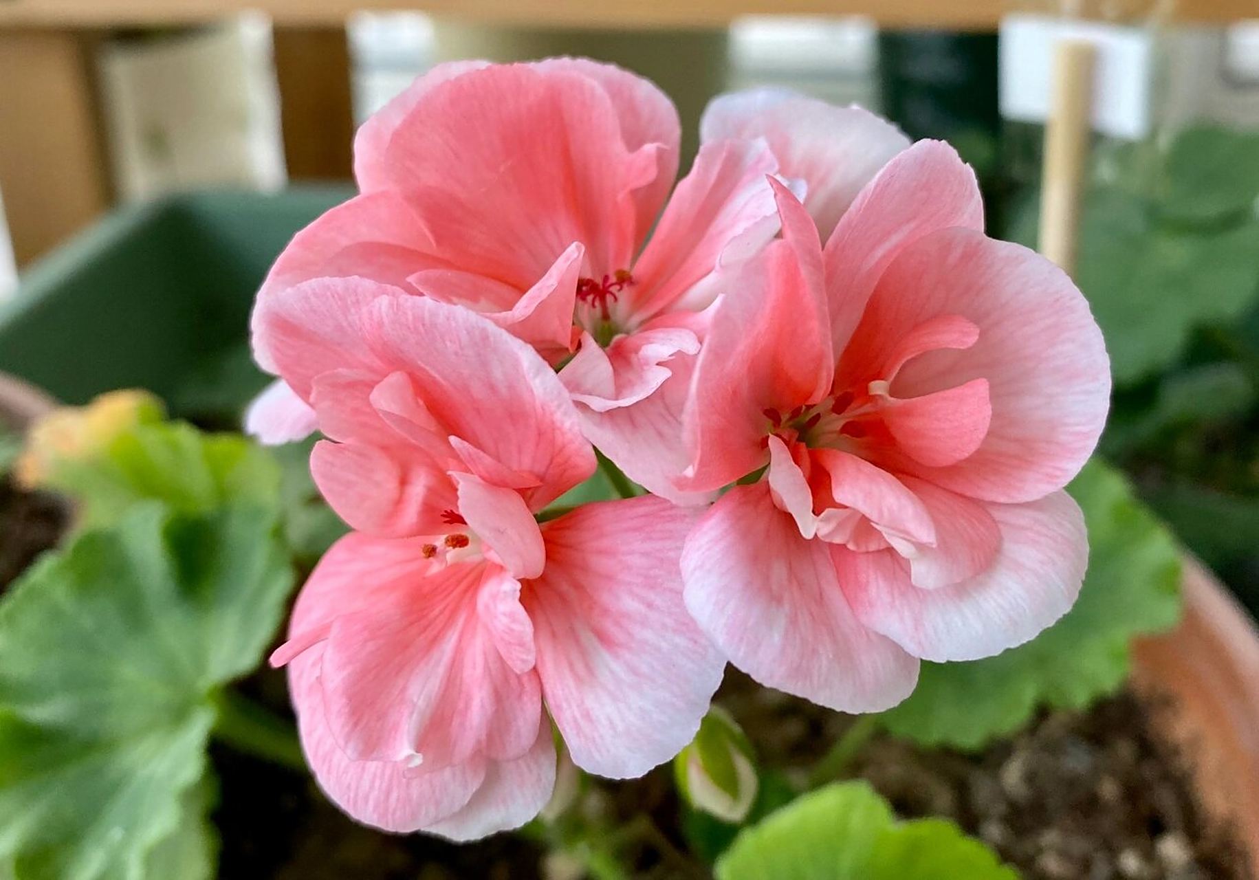 8号 直立天竺葵 大力水手系列 鲑红 渐变 珠光 给我惊喜不断