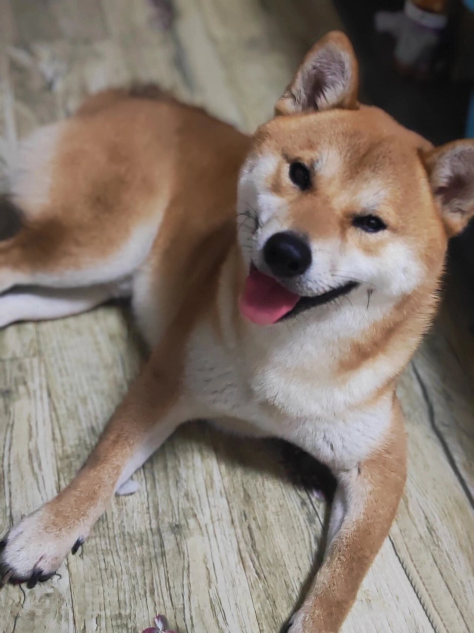 启示    2023年1月11日 在青岛城阳世纪公园附近,捡到一只成年柴犬,公