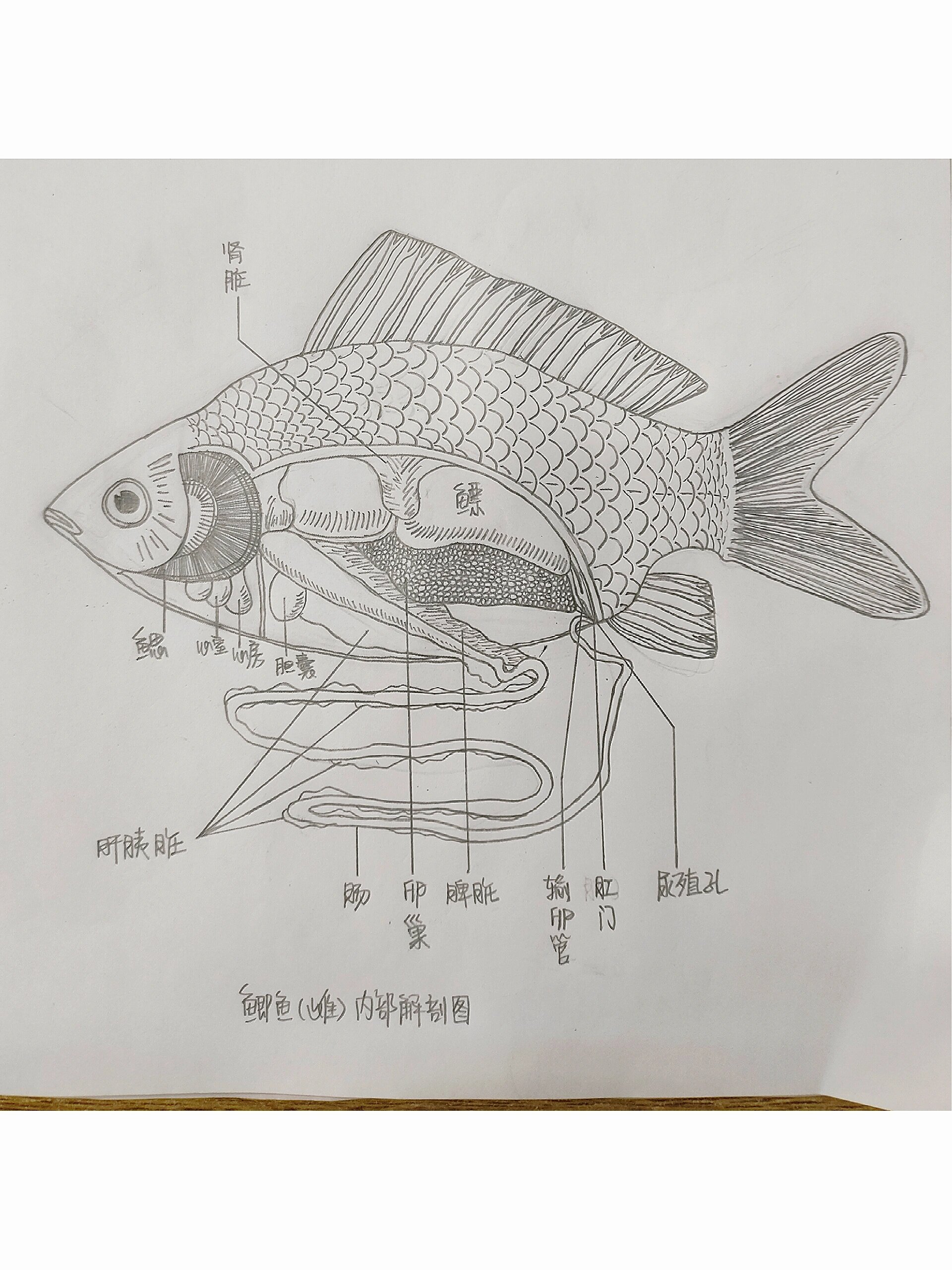 鲫鱼(雌)内部解剖手绘图 动物学实验手绘报告: 鲫鱼(雌)内部解剖结构