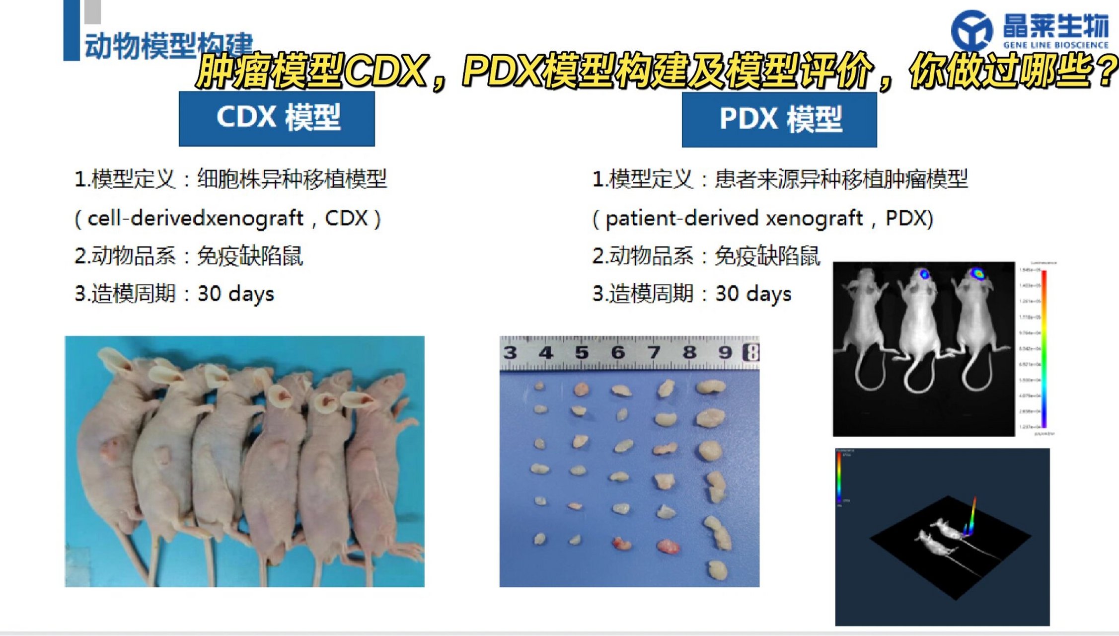 肿瘤裸鼠图片