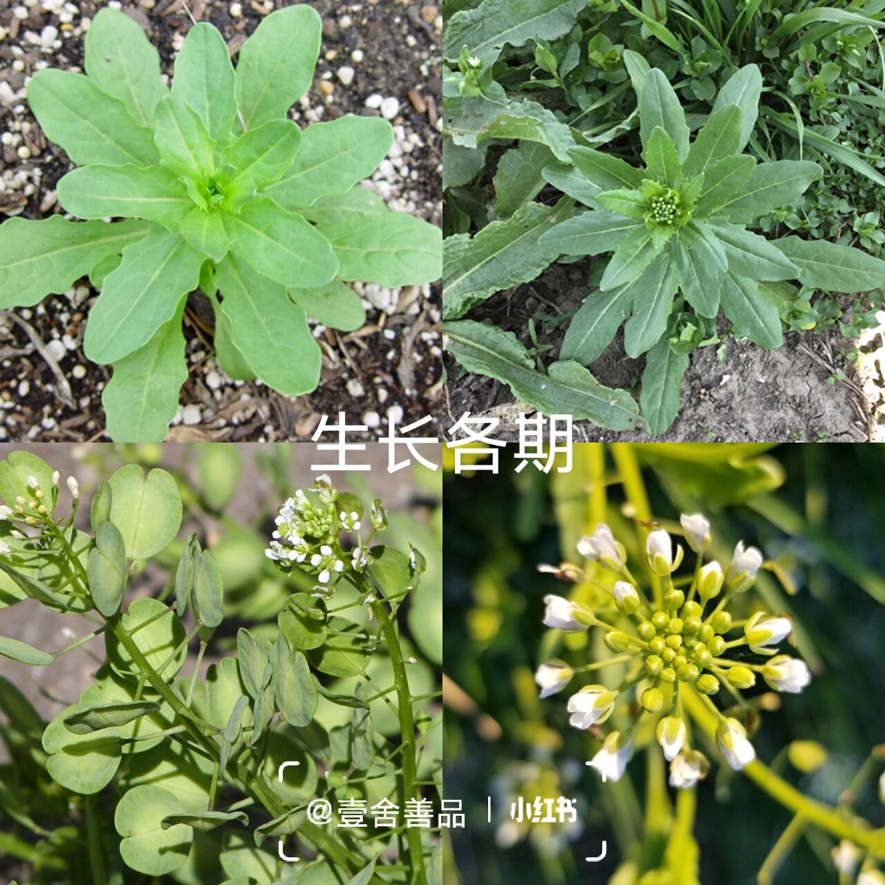 菥蓂子别名图片