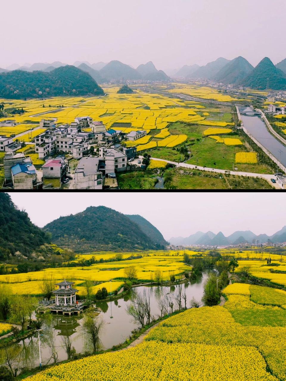 安顺油菜花景点在哪里图片