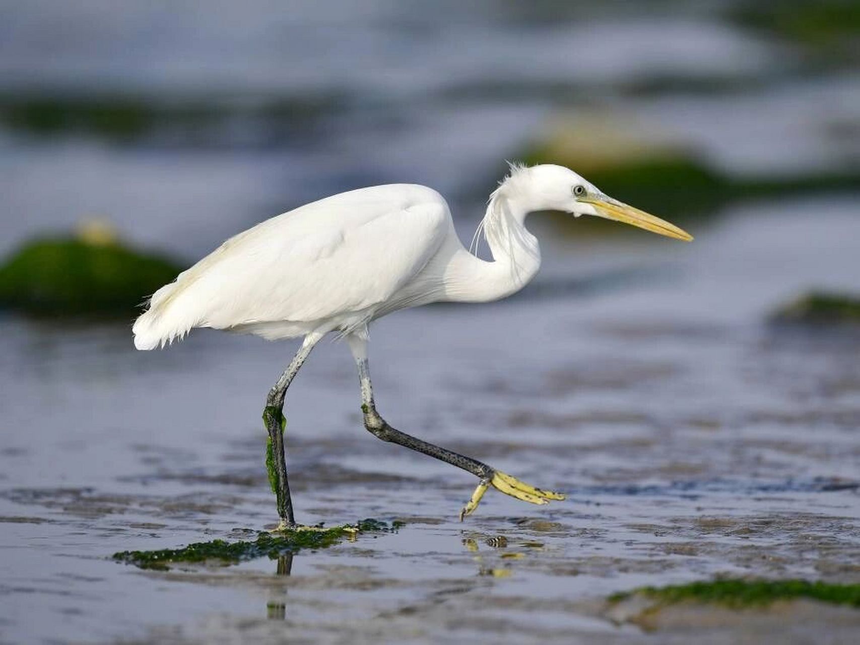 黄嘴白鹭是国家一级保护动物 黄嘴白鹭(学名:egretta eulophotes),也
