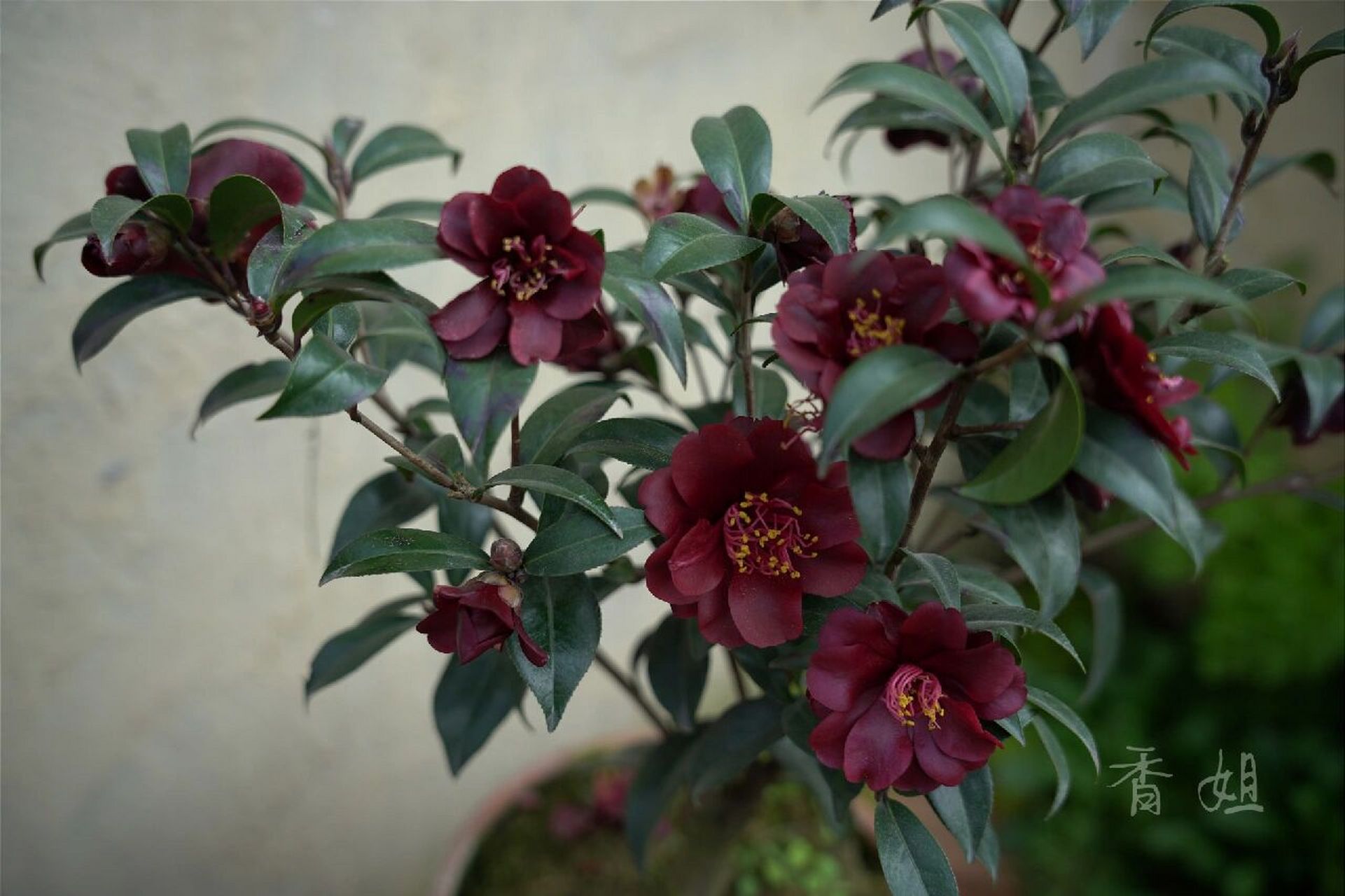 最黑的茶花之——黑骑士 这个品种的茶花非常好养,颜色独特,花量大