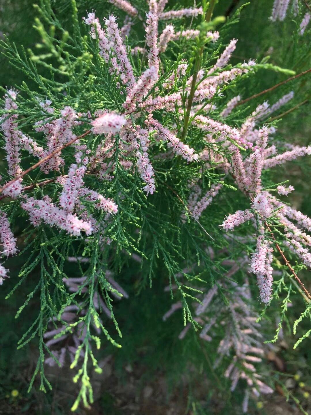 杜牧 拉丁名tamarix chinensis 柽柳科 tamaricaceae · 柽柳属
