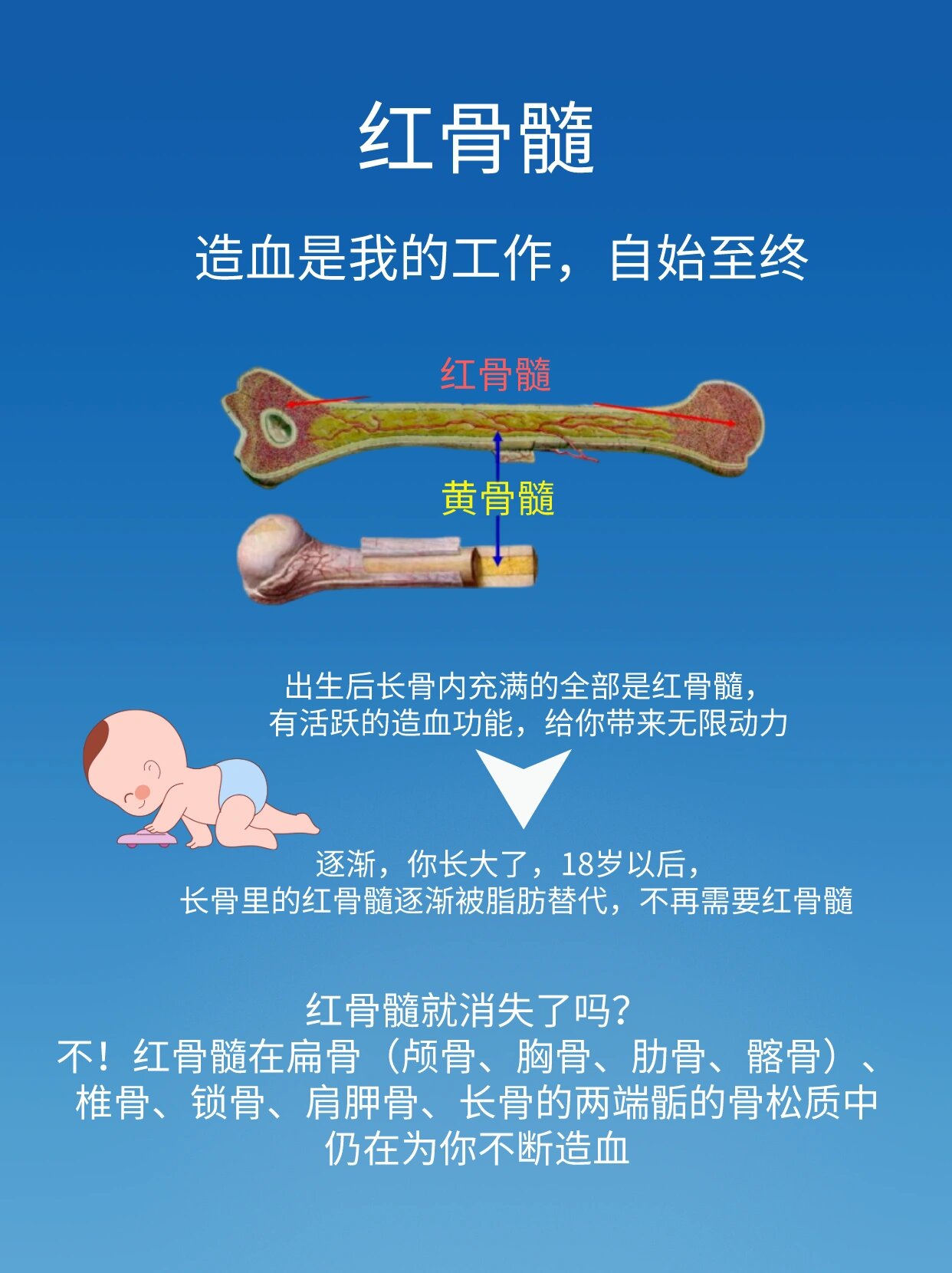 解剖学|红骨髓和黄骨髓 今天看到刘安琪老师一句话,我还挺有感触,"