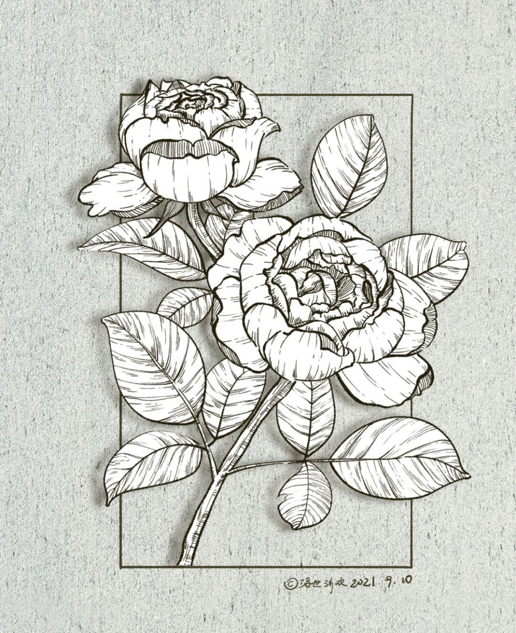 坚持100张线稿练习/34|玫瑰|附过程图 这一幅依然是玫瑰95,老规矩