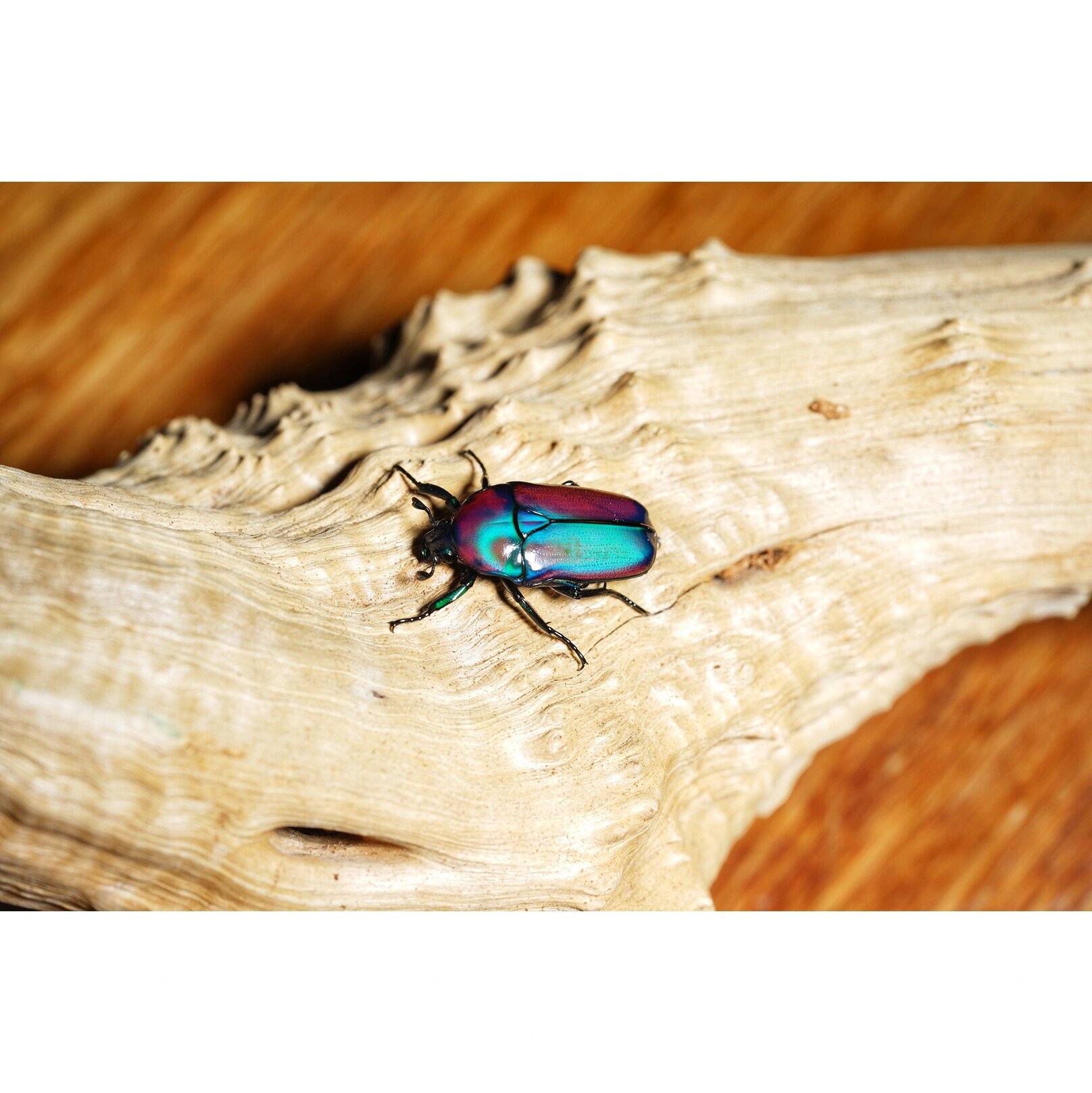 行走的宝石 非洲阔花金龟 国际惯例 艺术照走一波