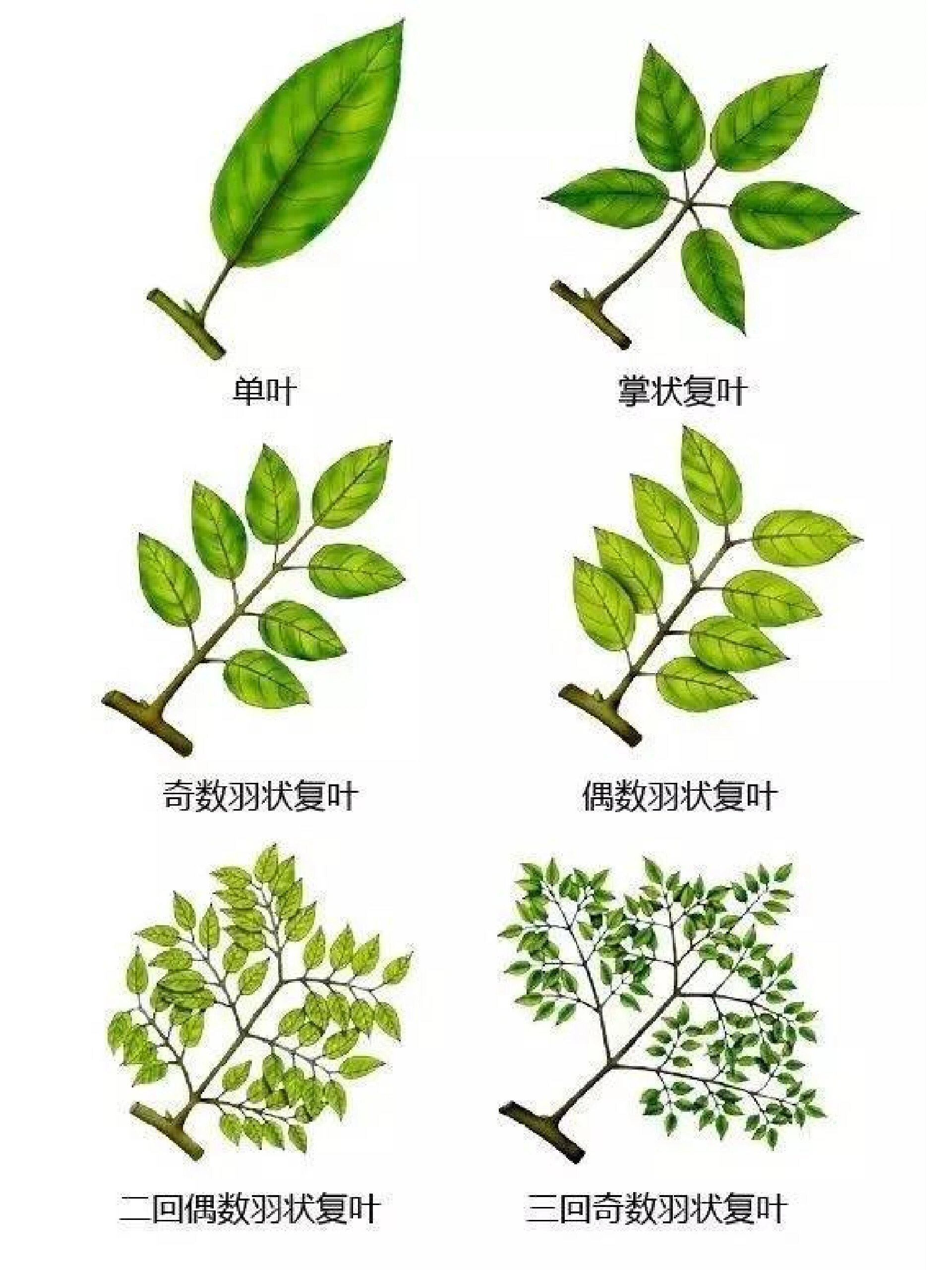 植物形态图解