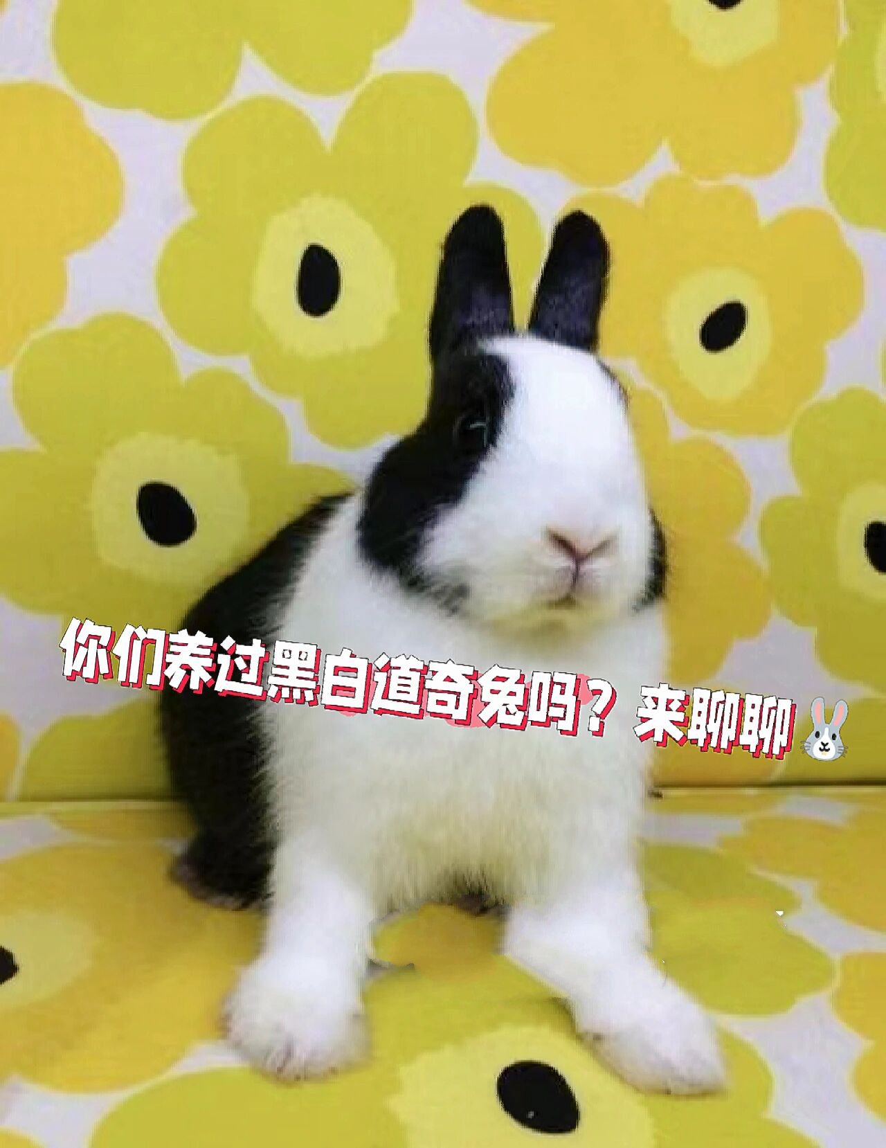 🥑养过黑白道奇兔的请举手🌝🌝