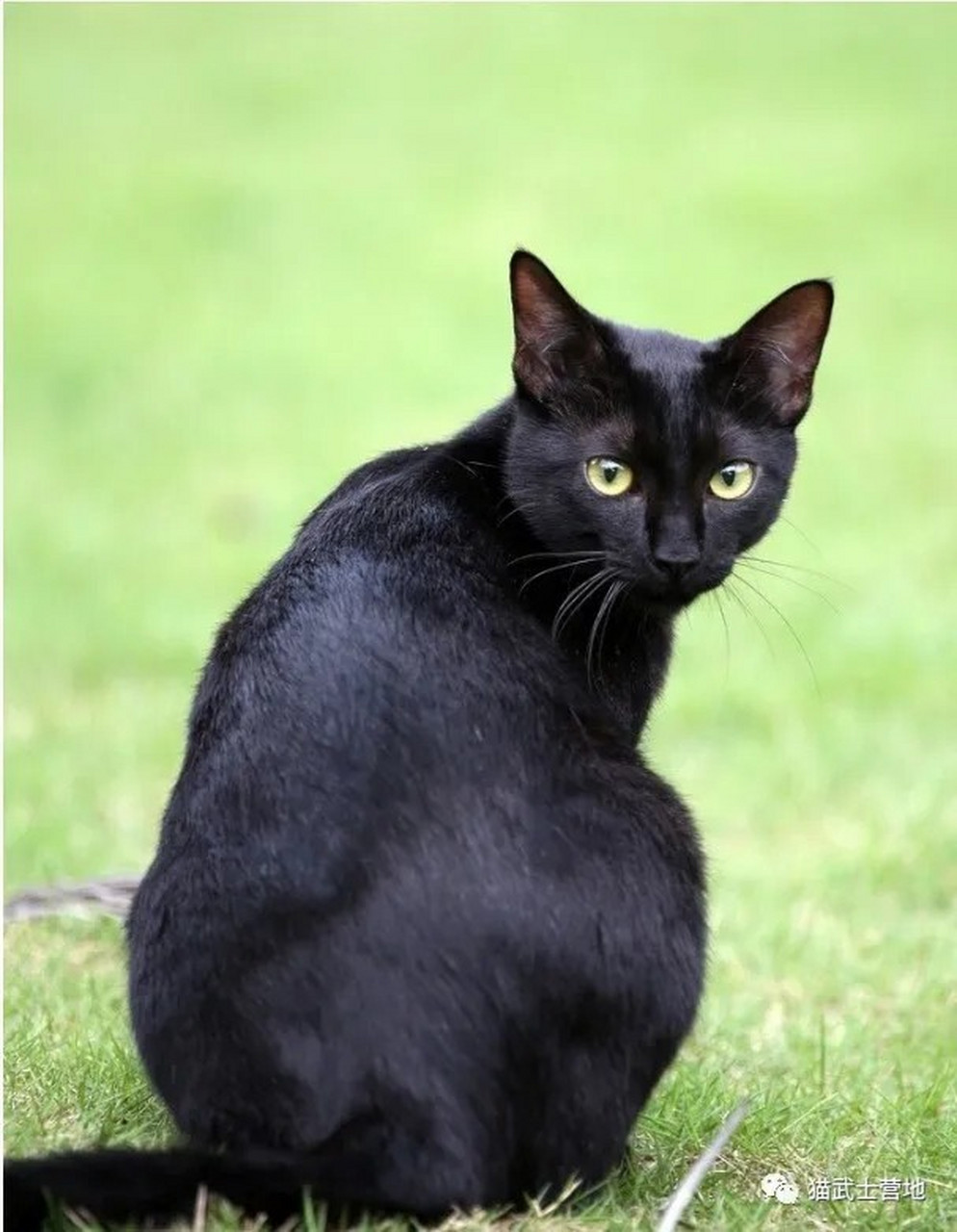 猫武士最帅气的公猫图片