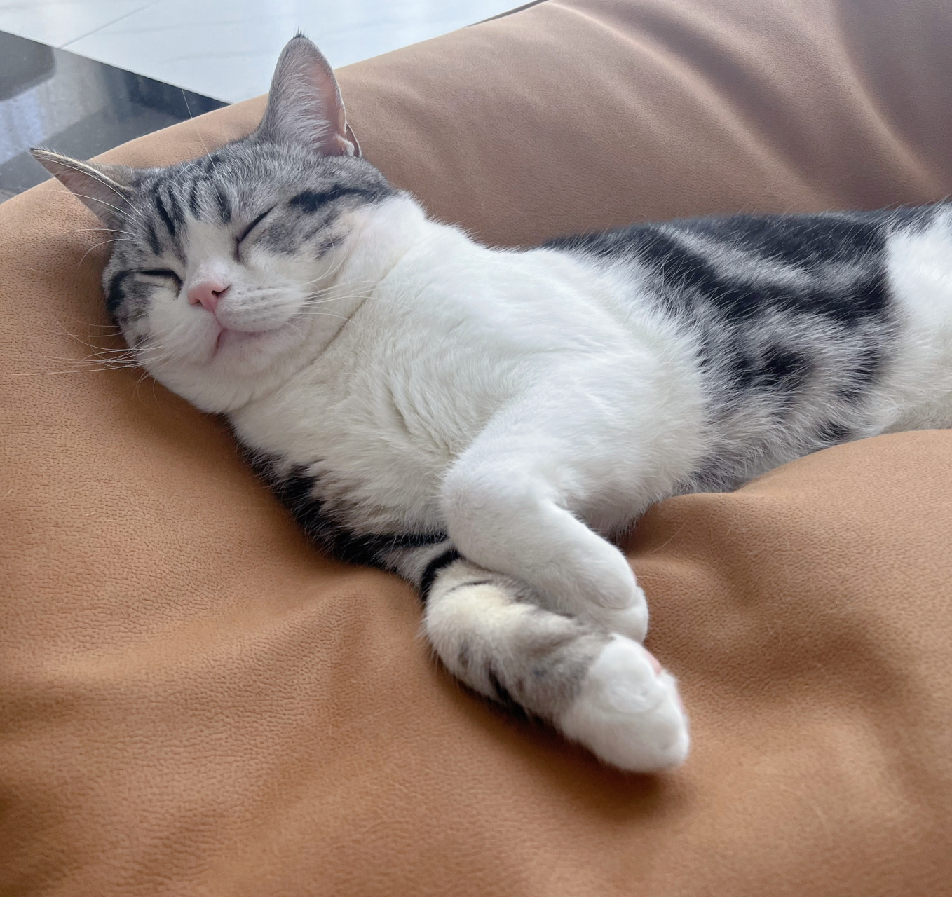 美短加白|春天最适合小猫咪啦