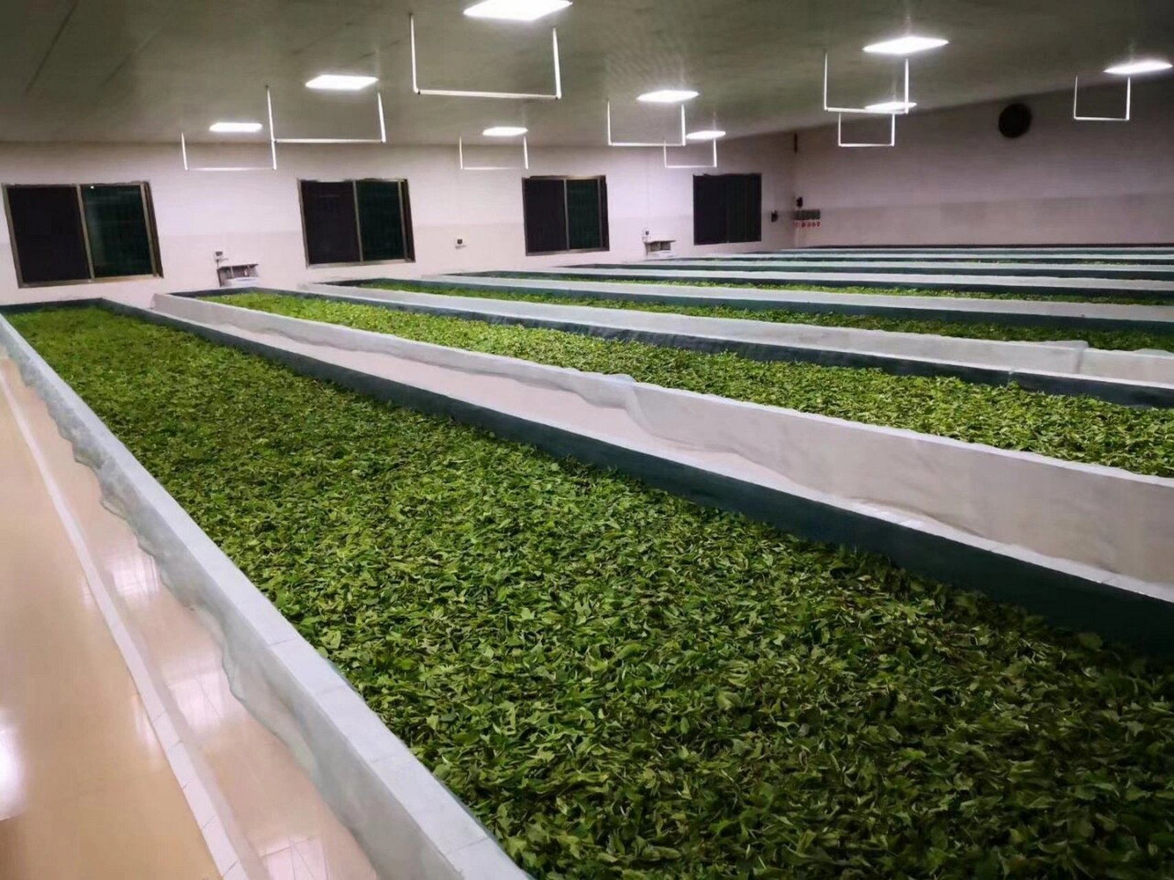什么叫茶叶萎凋?