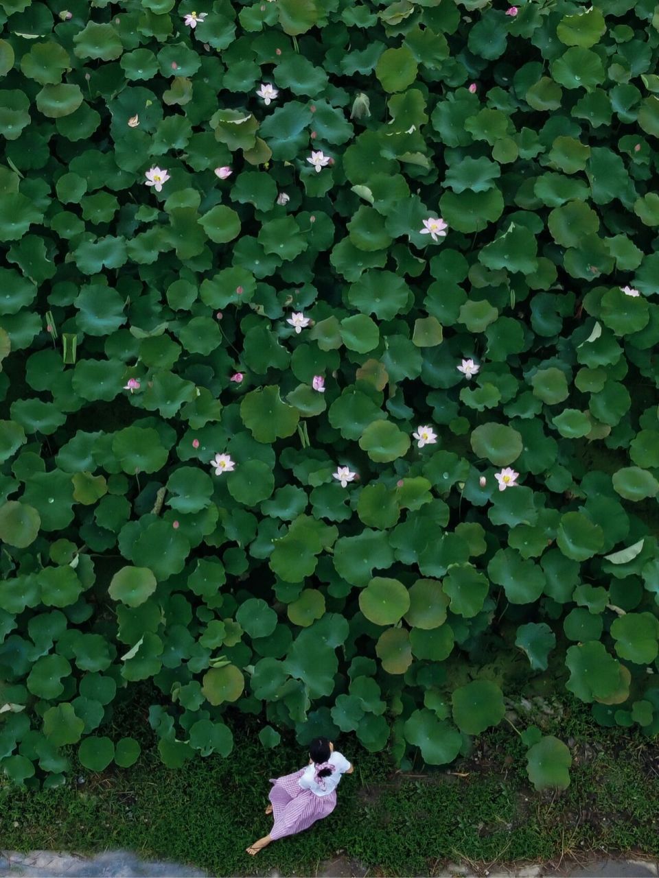 拍摄时间:2021年6月27日 拍摄地点:新浜村荷花园 	 去新浜荷花园拍