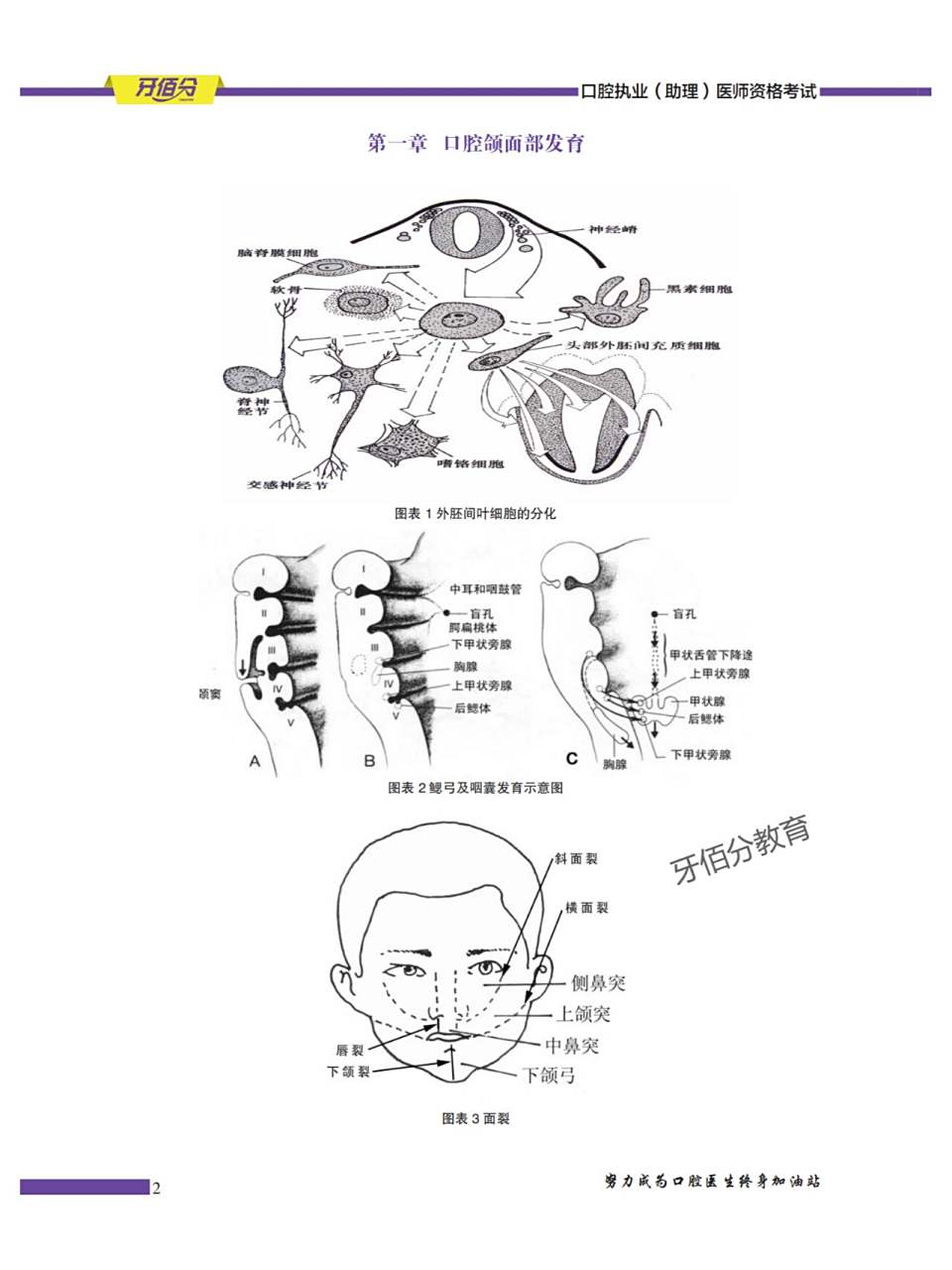 第一章 口腔颌面部发育 图表1️⃣ 外胚间叶细胞的分化 图表2️