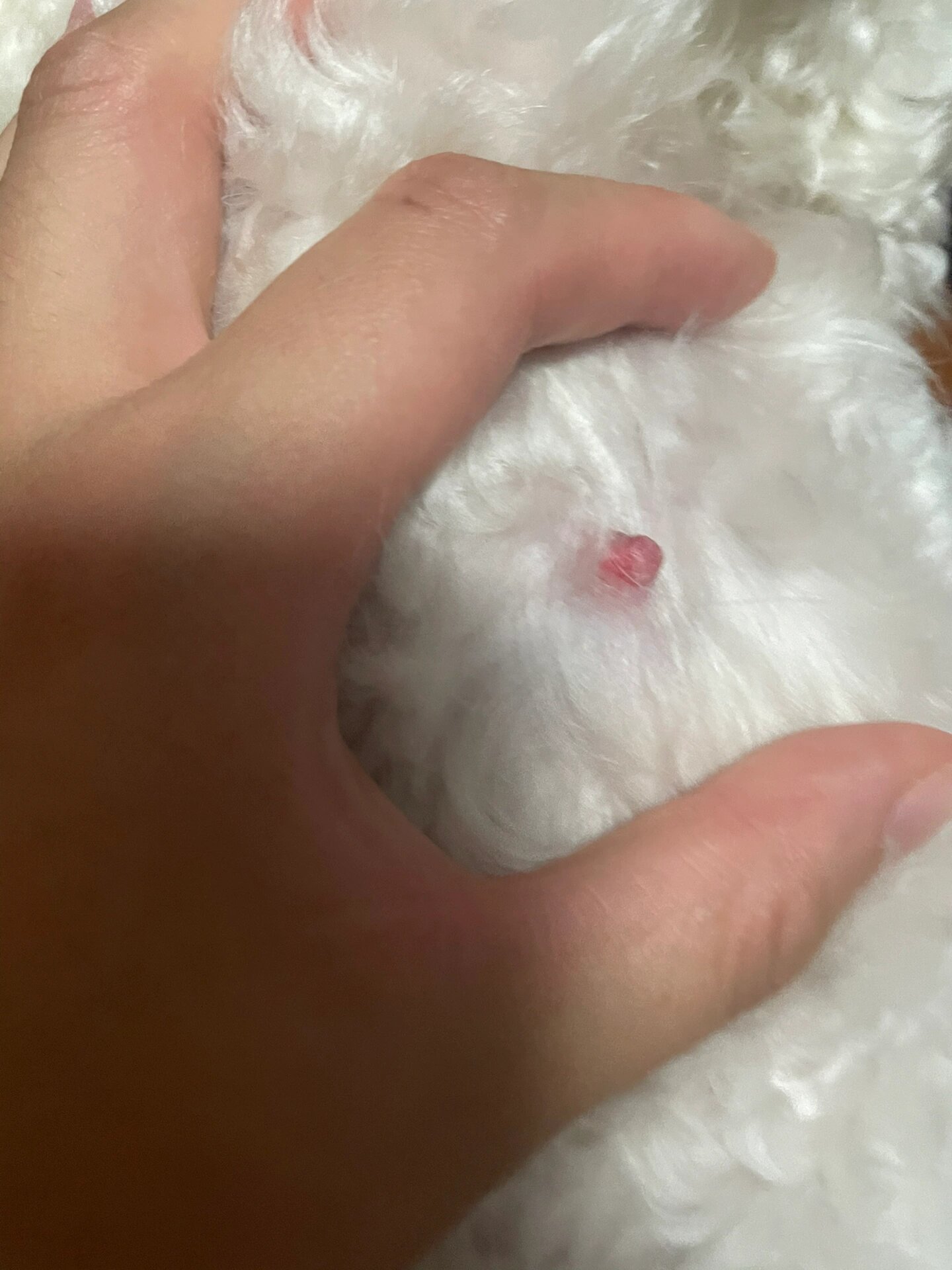 狗狗乳头突然变红肿