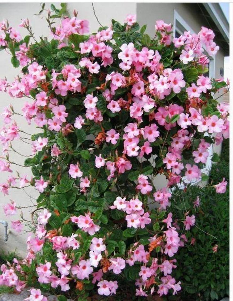 飘香藤是一种热带花卉,在亚热带和温带地区也能栽种,冬天温度在零度