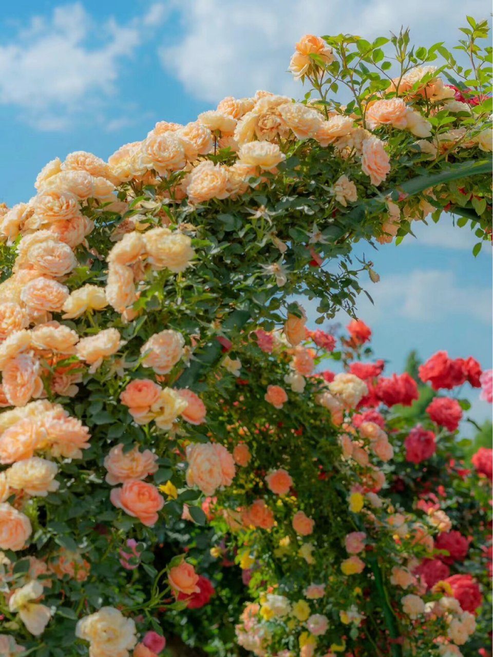 960_1280竖版 竖屏