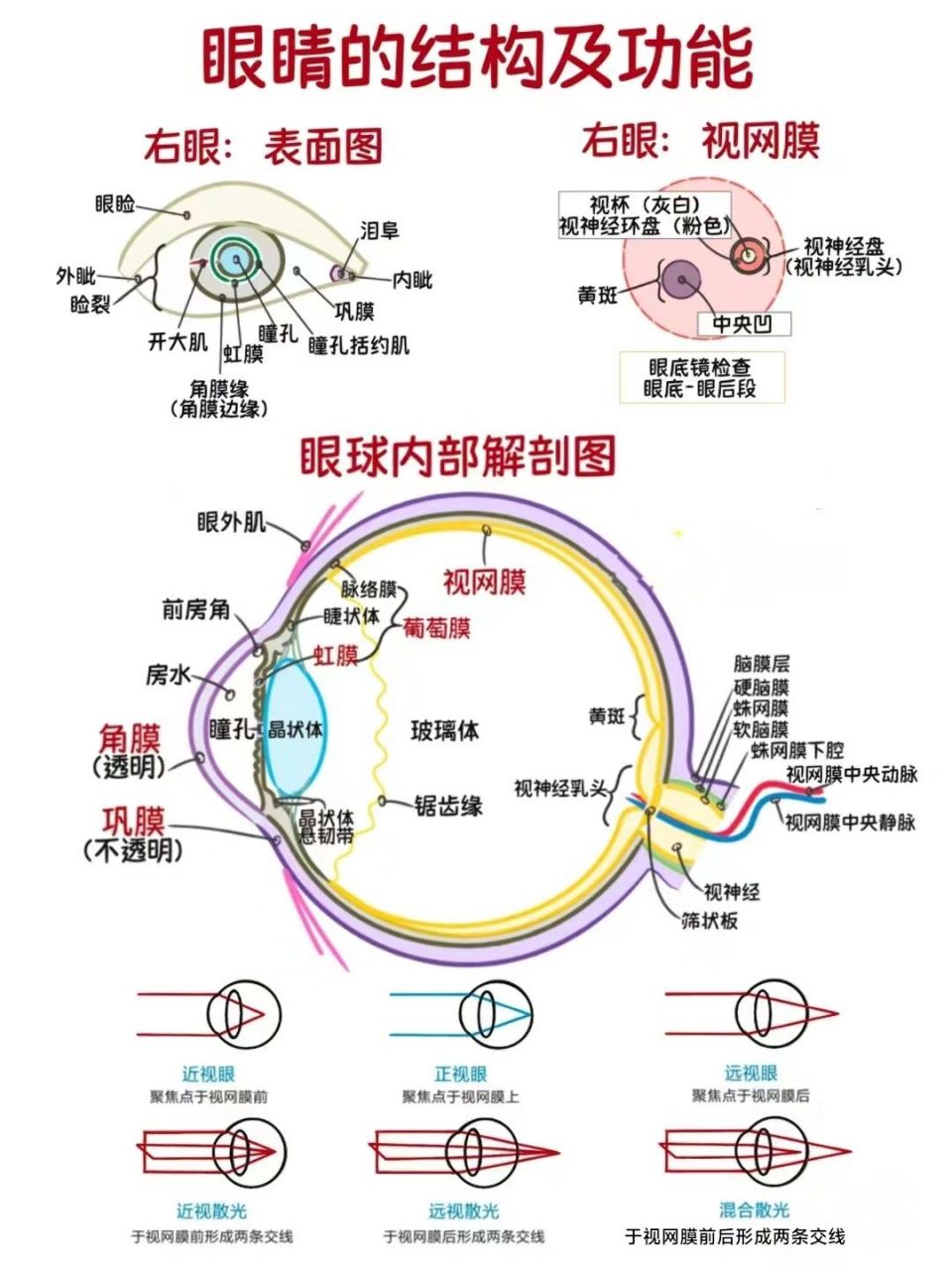 今日分享:眼睛的结构及功能! 今日分享:眼睛的结构及功能!