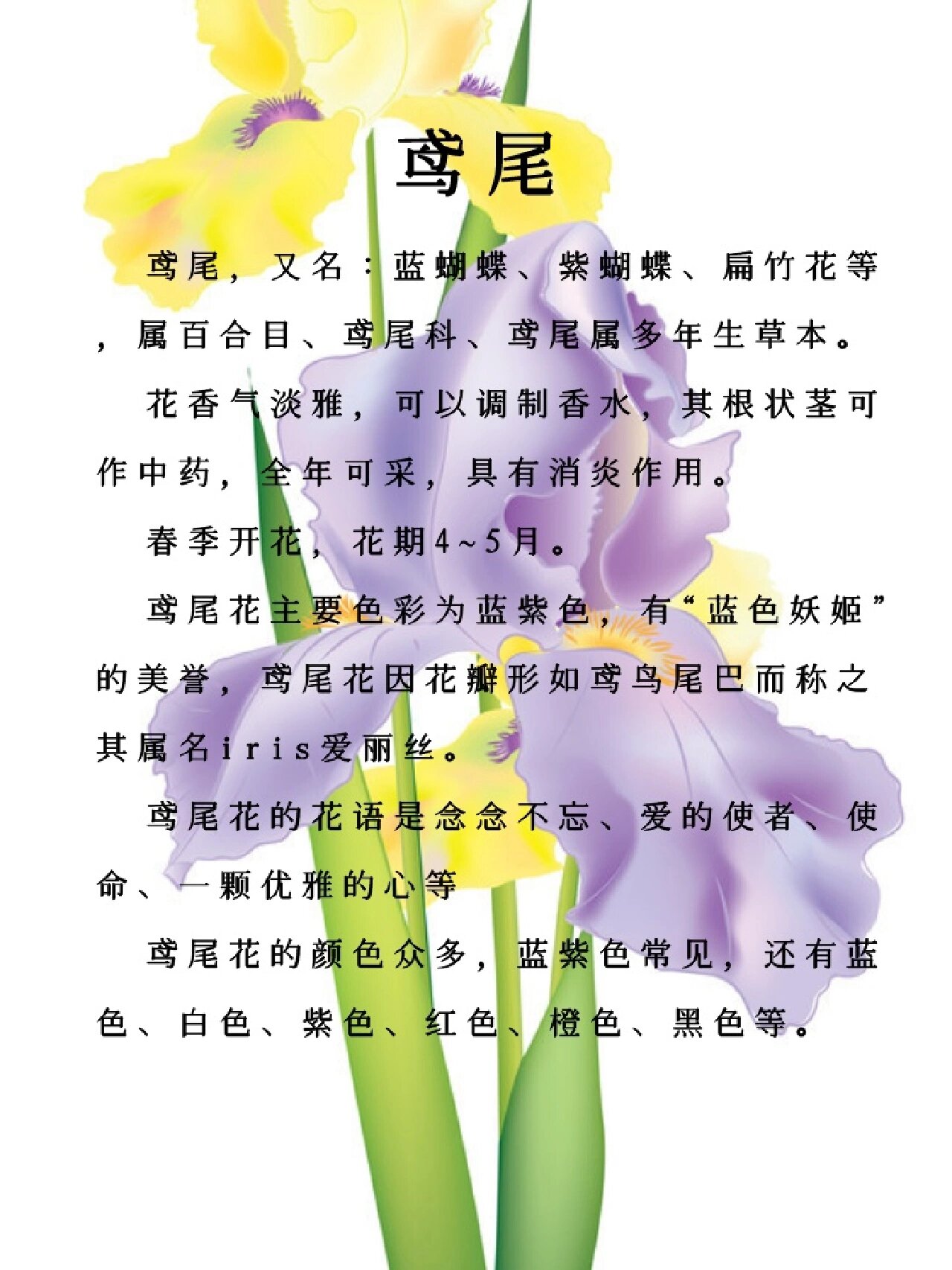 每天认识一种花之鸢尾