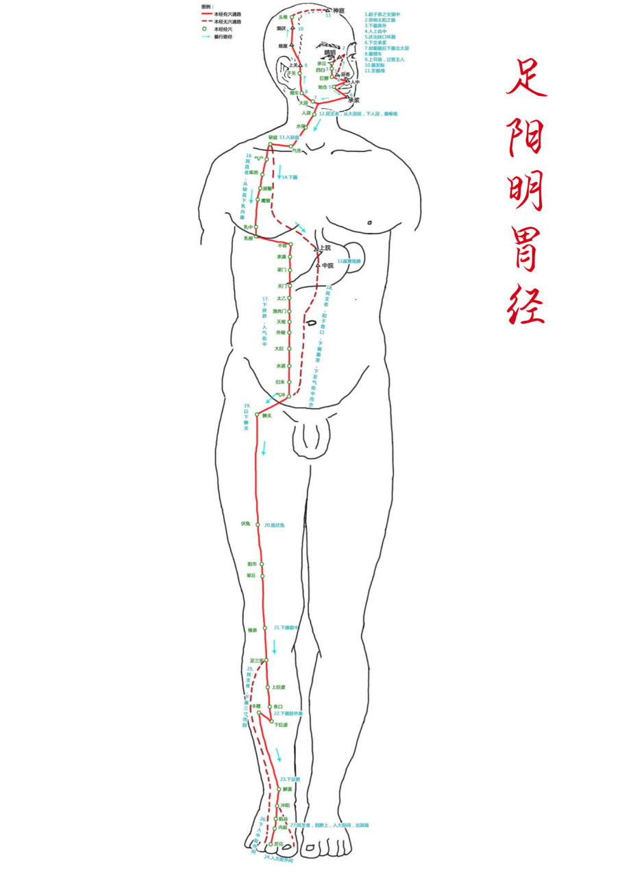 肾经的准确位置图走向图片