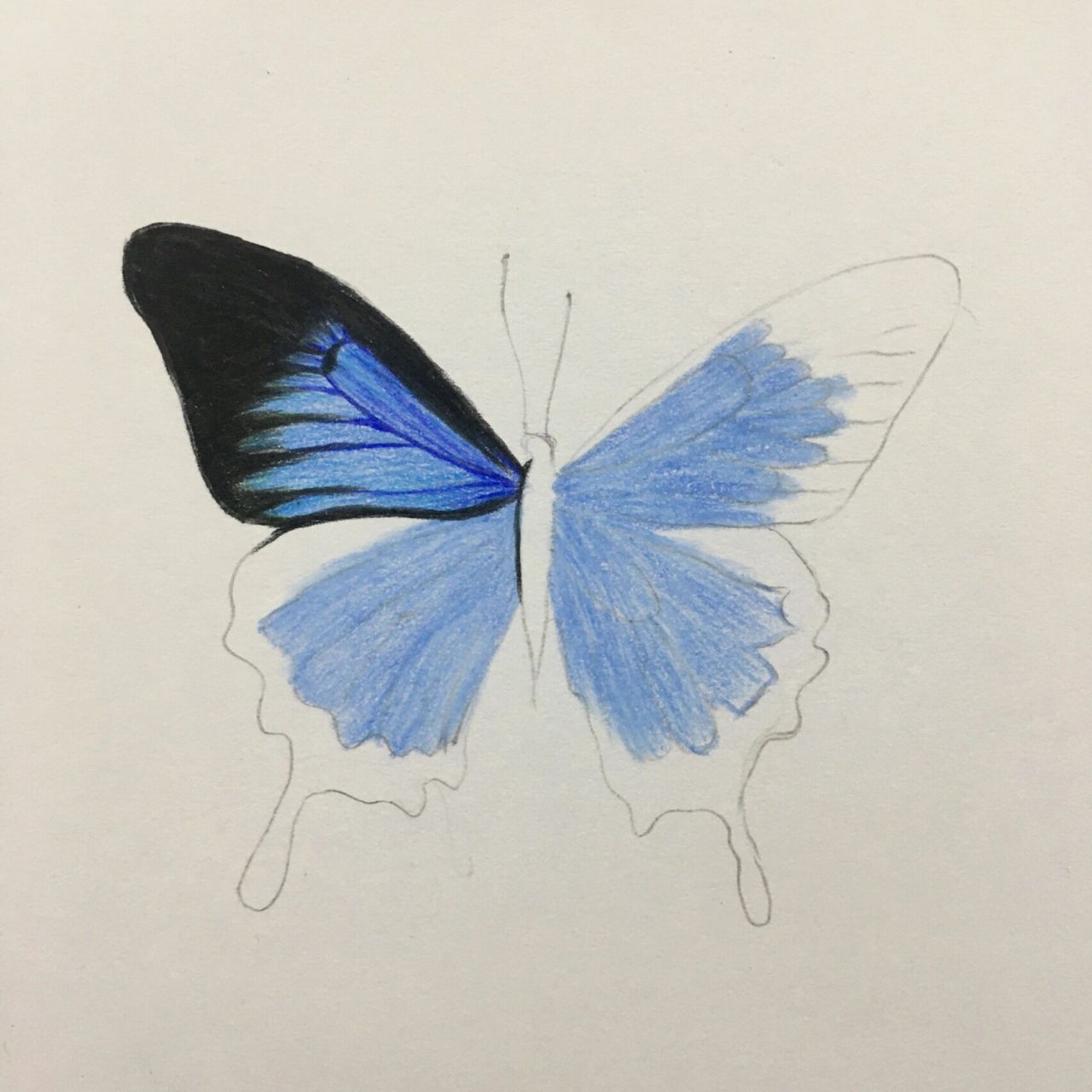 彩铅蓝色蝴蝶03画法(含详细绘画过程图)