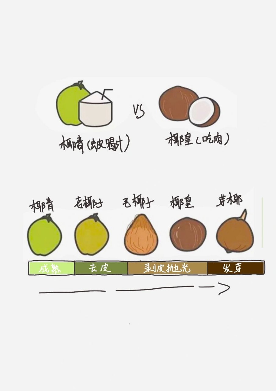 coconut简笔画图片