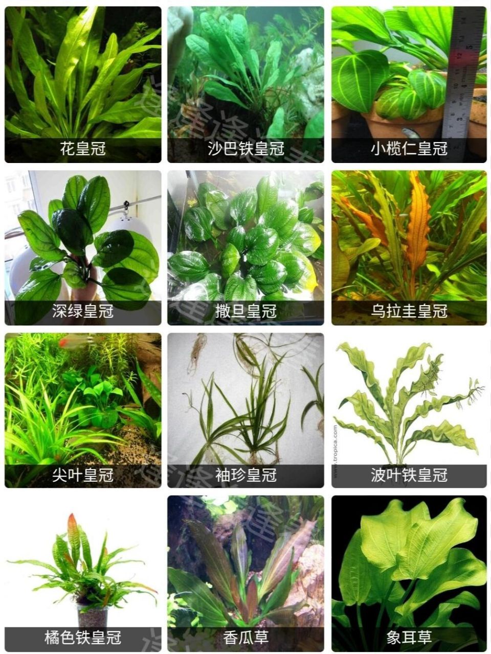 水草大全2(皇冠类) 92第二类皇冠类水草 皇冠类大部分都属于阴性