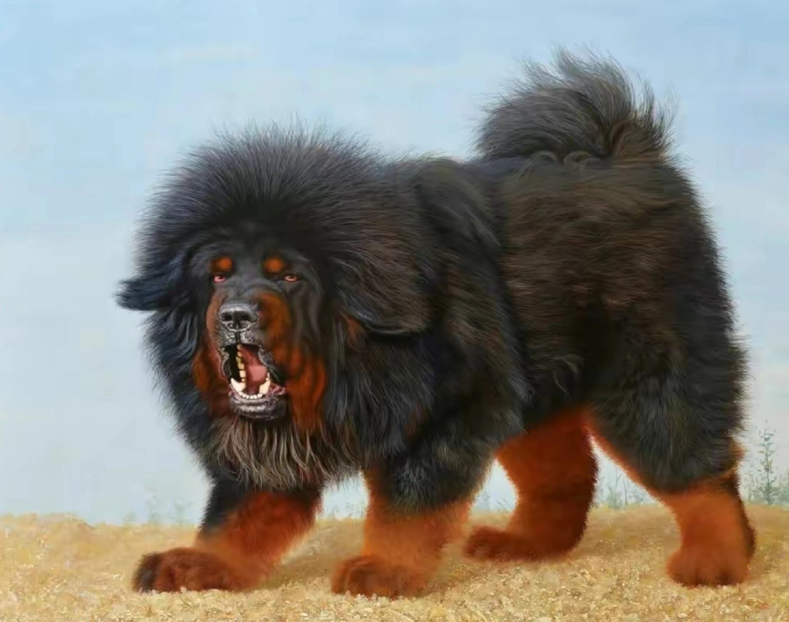 比尔——世界上最大的藏獒王,比一头狮子还 藏獒——世界东方神犬