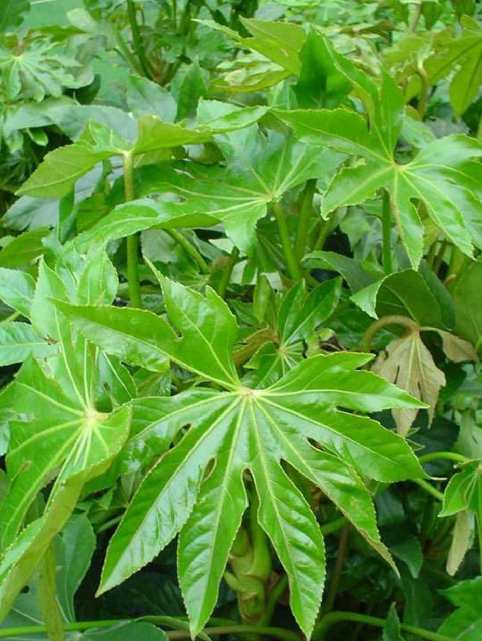 中草药,八角金盘 每天一个小知识,八角金盘,五加科,八角金盘属