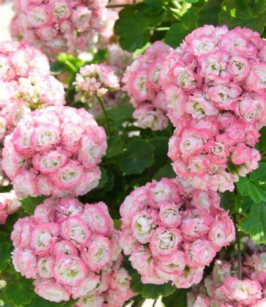 天竺葵"苹果碗" 阳台怎么能没有天竺葵呢?分享一款特别的品种苹果碗.