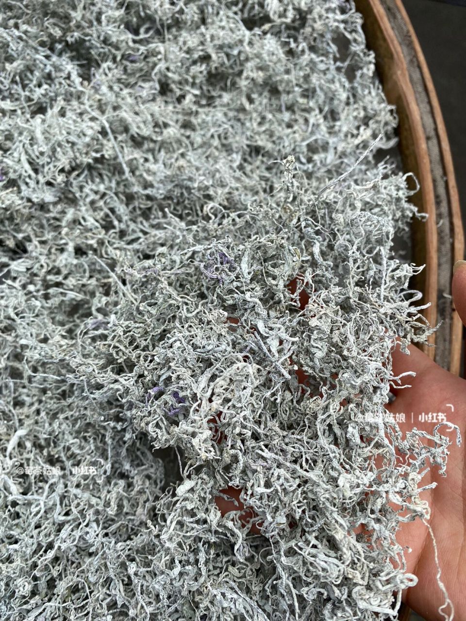 张家界深山里的土家莓茶 莓茶,学名为显齿蛇葡萄,因表面有一层白霜似