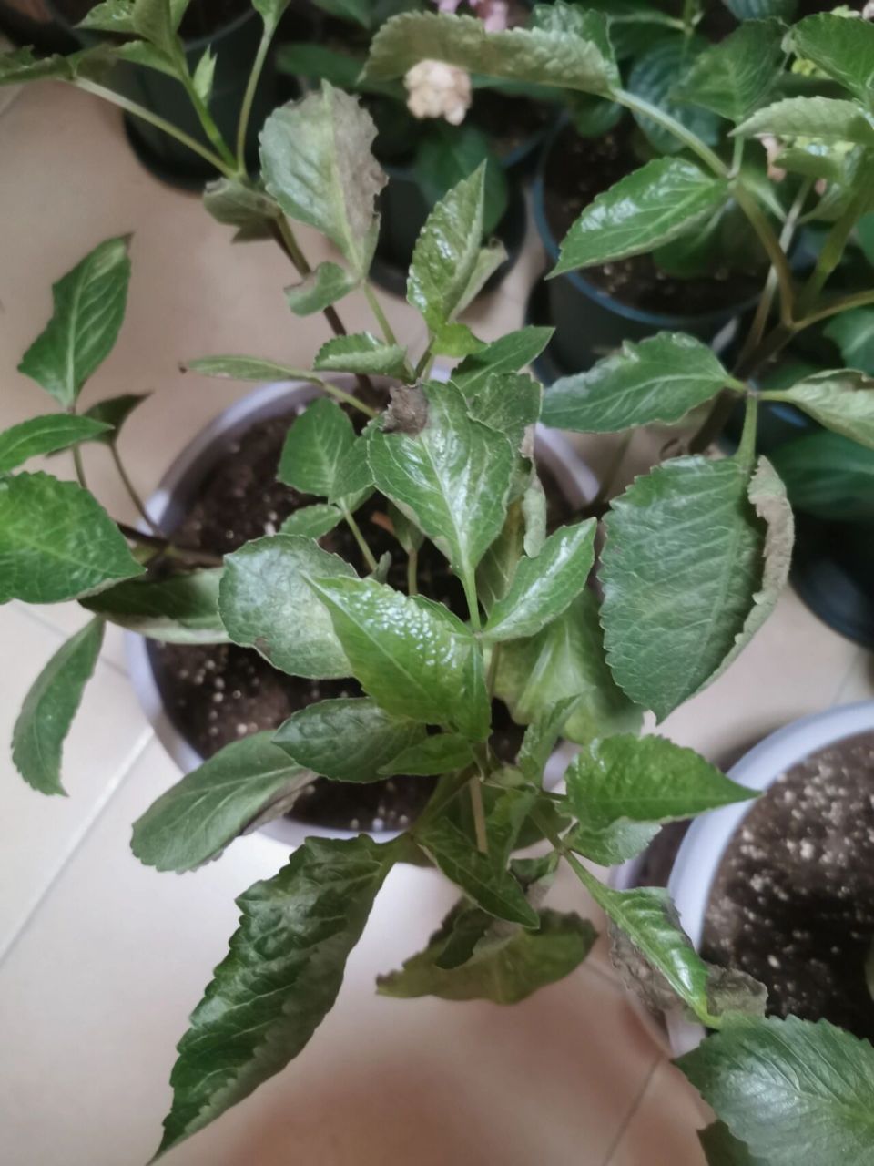 大丽花 - 叶子发枯