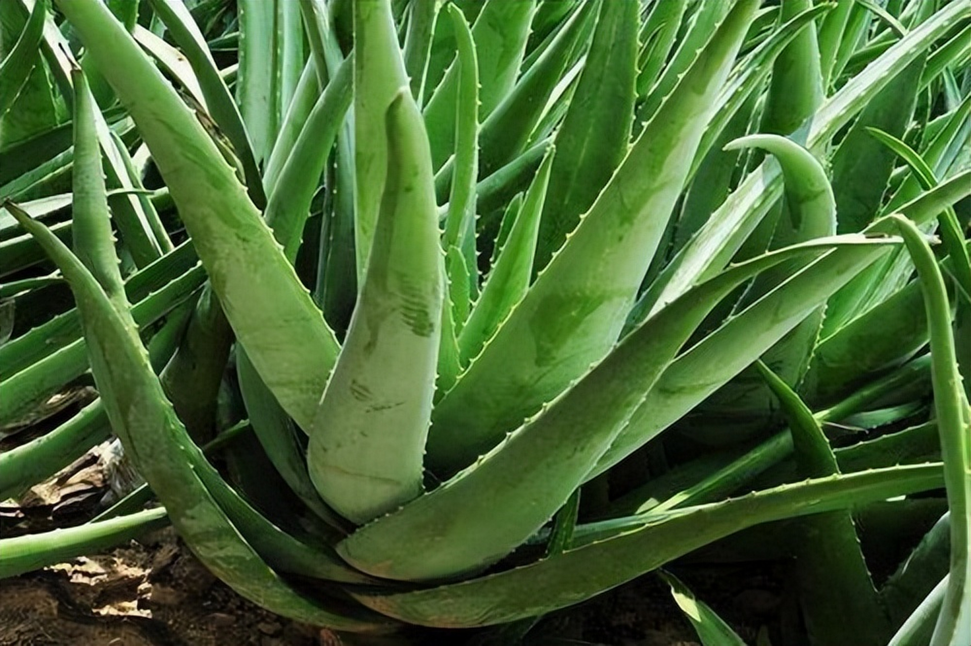 云南美食文化——芦荟入菜 导读:在中国的很多地方,芦荟是味中药,很多