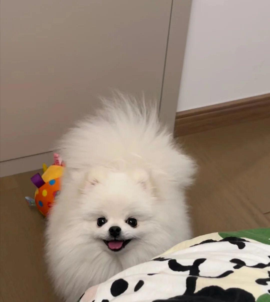 博美真的好像小狐狸啊!小小的好可爱! 真的好想拥有!