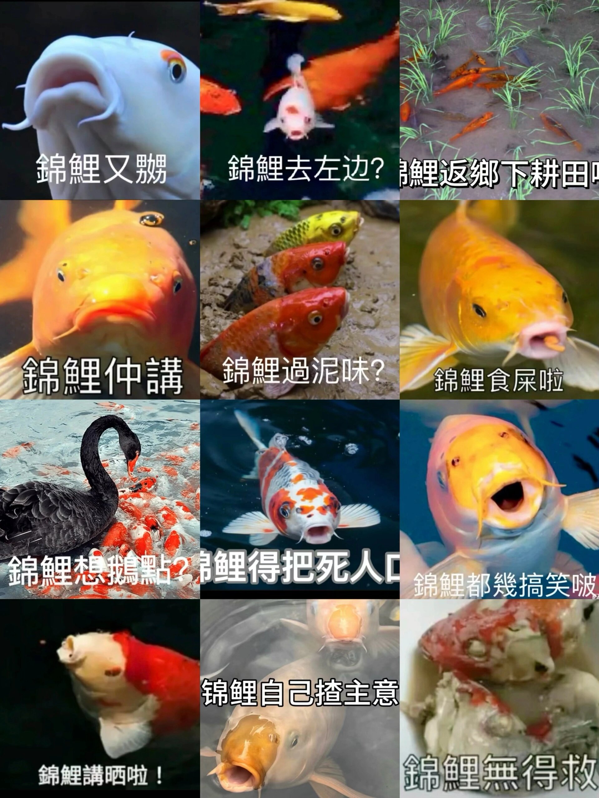 锦鲤粤语表情包,日常应该够用🤣