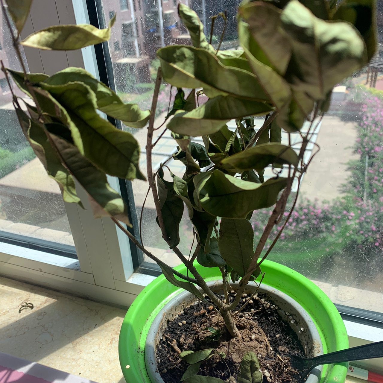 第一天开始,日渐枯萎,求助,怎么办?