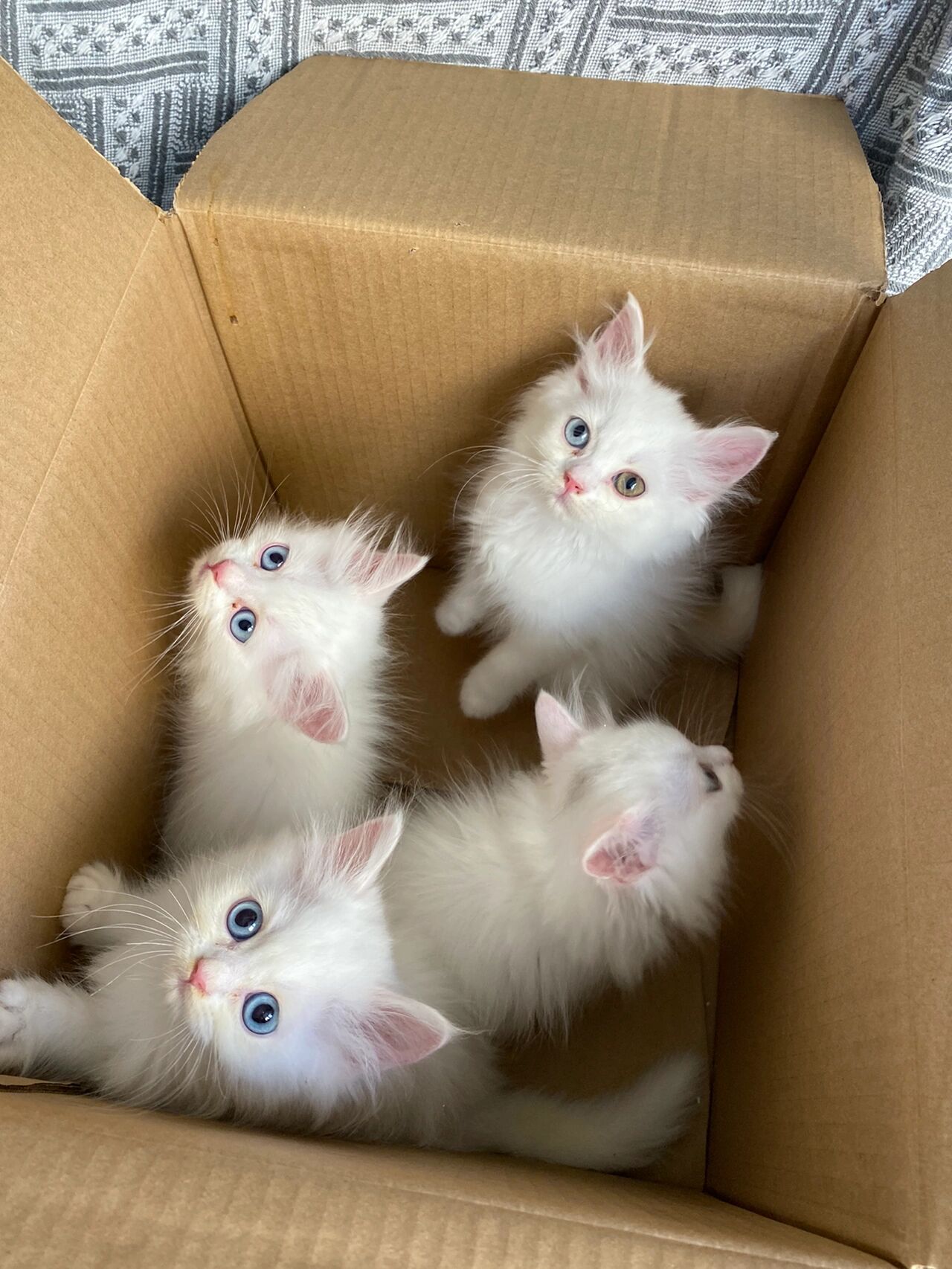 蓝眼狮子猫 异瞳狮子猫 颜值爆表的一窝崽崽