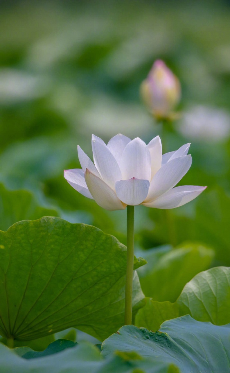 沿着黄河遇见海