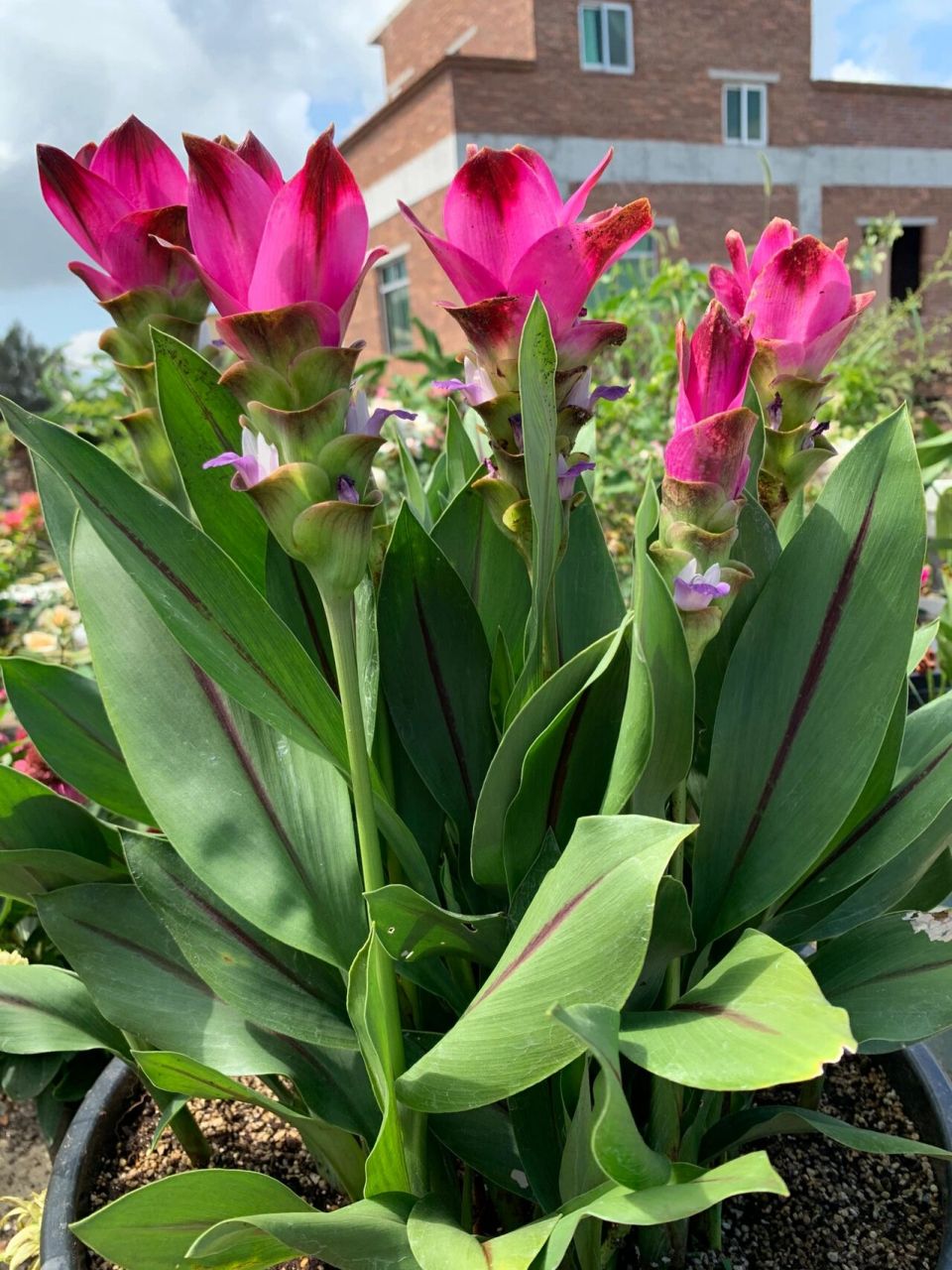 花期长耐热耐晒的姜荷花夏天必养(2021) 坐标厦门,北方花友仅供参考不