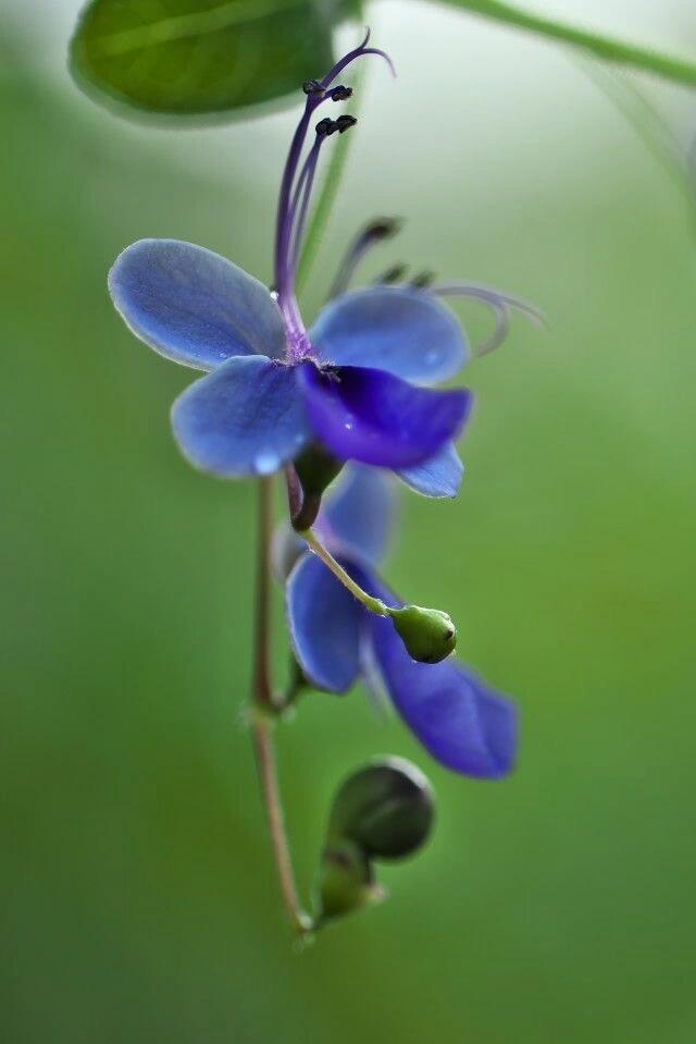 蓝蝴蝶花图片大全大图图片