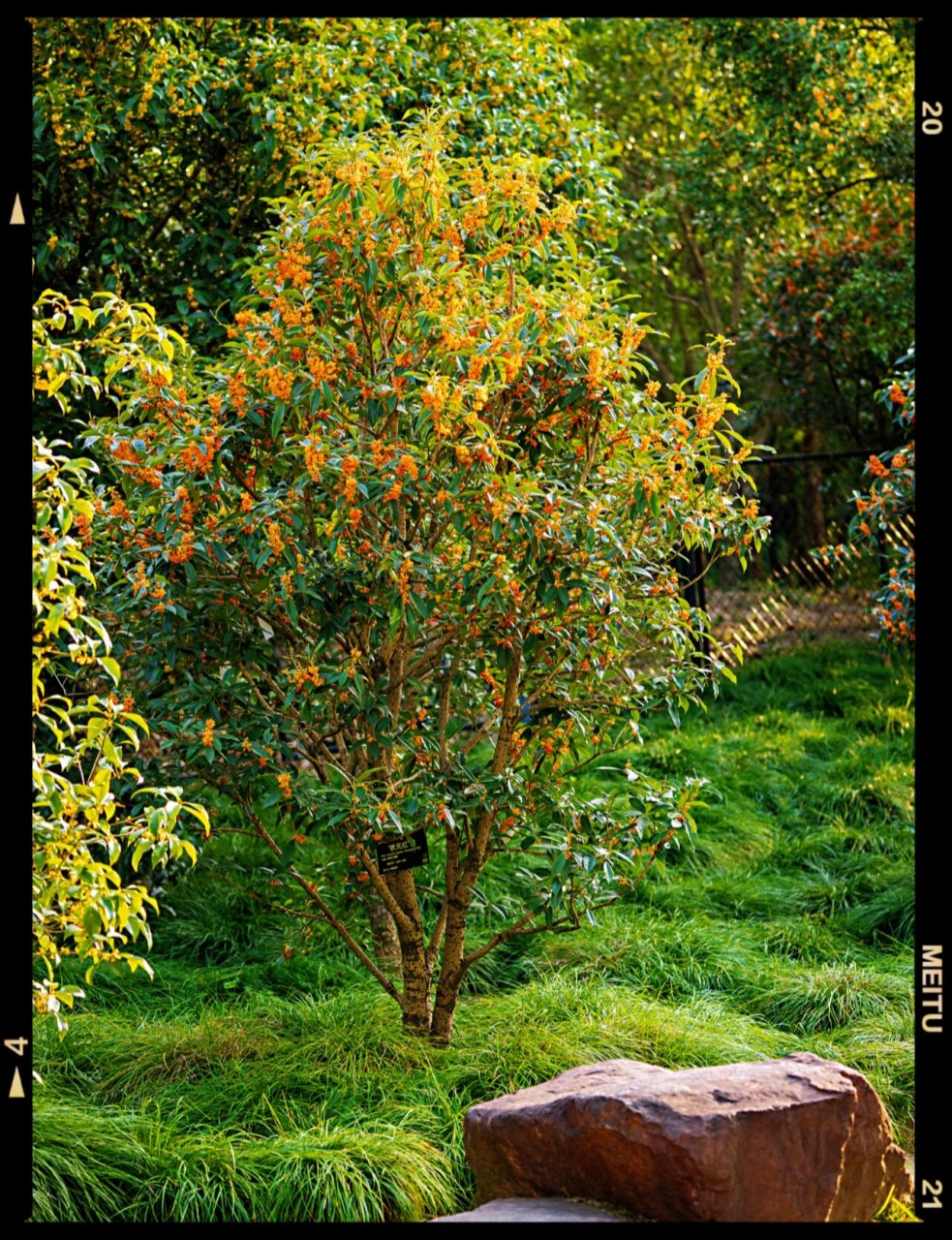 桂花·状元红 摄影暖阳 名叫状元红的桂花树