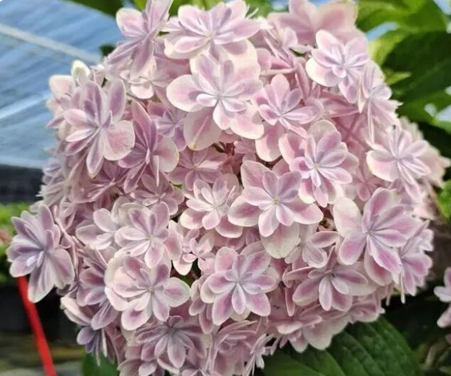 这5款超美的重瓣绣球花,开花就走不动路了 五款重瓣绣球花,花型精致又