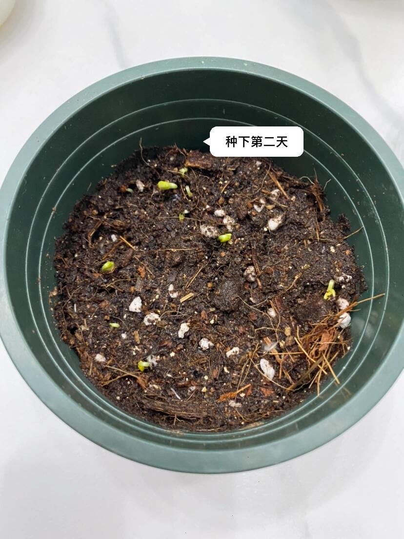 凤仙花种植第六天