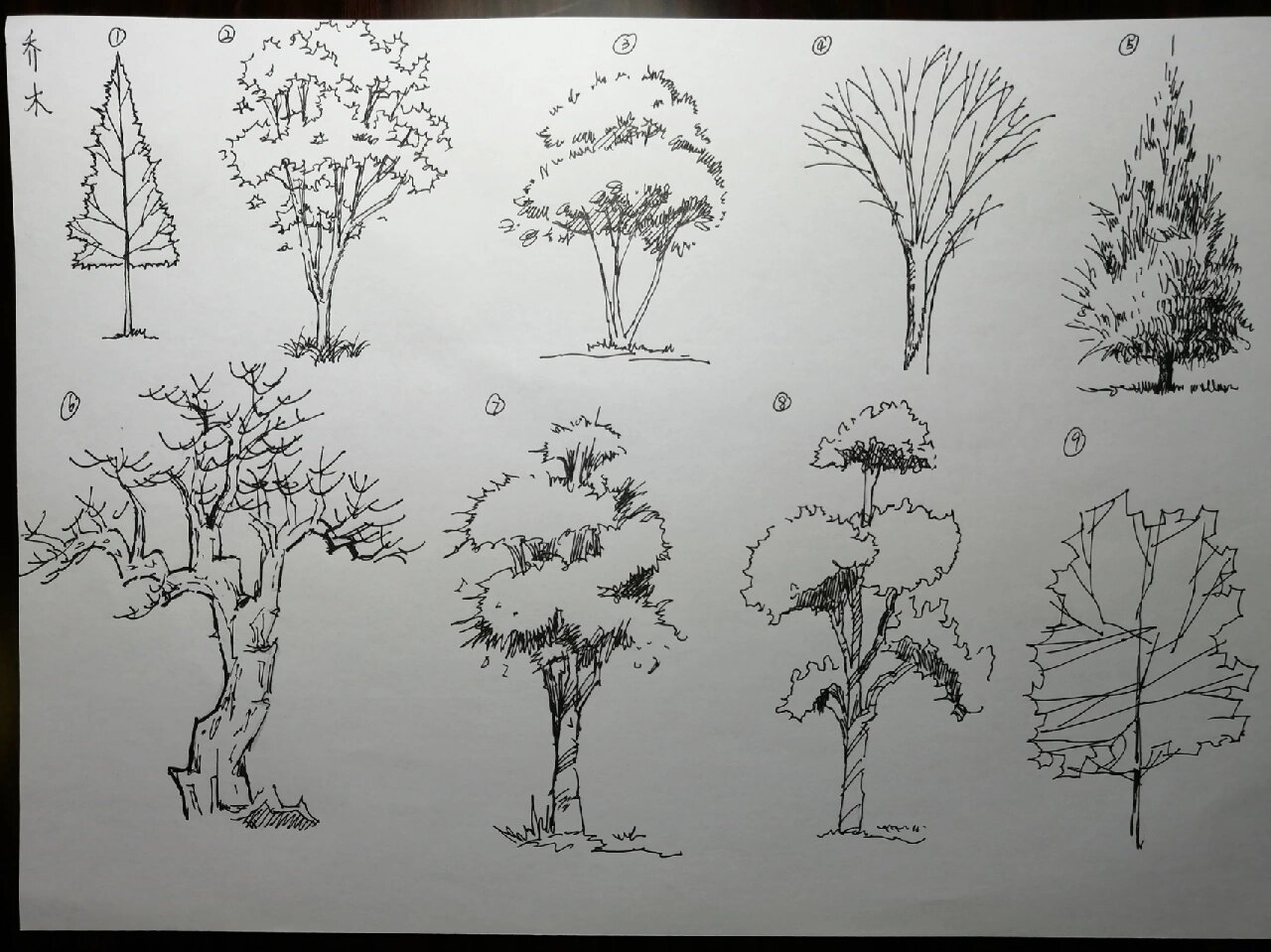 景观植物手绘 作业:乔木 灌木 花草 棕榈 临摹