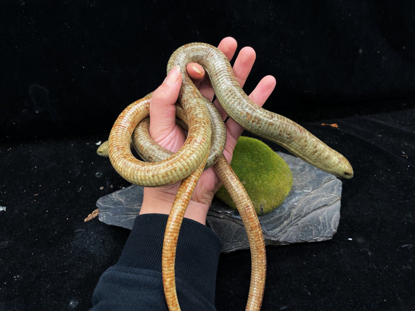 世界上罪大的蛇蜥,蛇的外形,但它实际是四肢退化的蜥蜴,有眼皮,吃