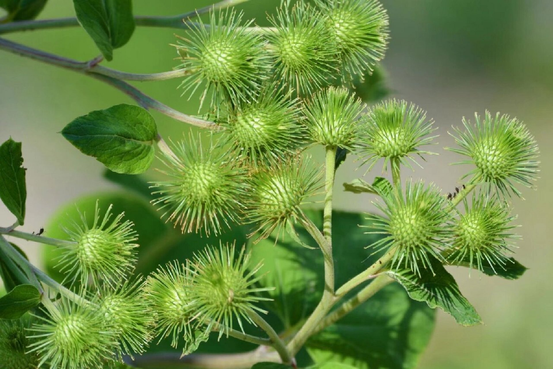 牛蒡子 牛蒡子,中药名.