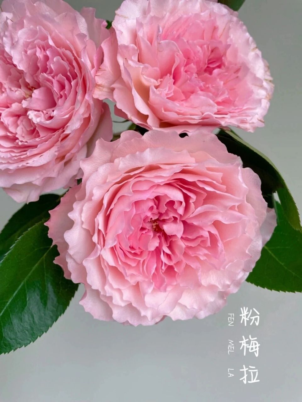 认识一种花065/粉梅拉 76花材:粉梅拉 76别称:肯尼亚粉梅拉玫瑰